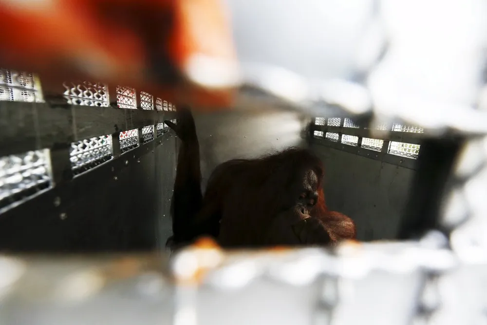 Deportation of Orangutans