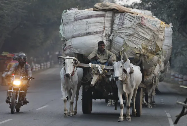 A motorist rides past a a bullock cart carrying huge sacks of wheat straw in Bareilly district of the northern state of Uttar Pradesh, India, Monday, December 21, 2020. (Photo by Rajesh Kumar Singh/AP Photo)