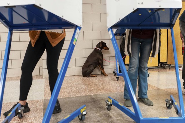A dog waits as its owner casts a ballot in Brooklyn, New York, on Tuesday, November 4, 2025. (Photo by Todd Heisler/The New York Times/Redux)