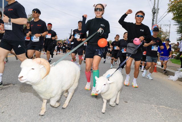 Participants in the 2025 Chosun Ilbo Chuncheon Marathon, held in Chuncheon, Gangwon Province, on the morning of the October 26, 2025, run along the starting line with sheep. (Photo by Park Seong-won)