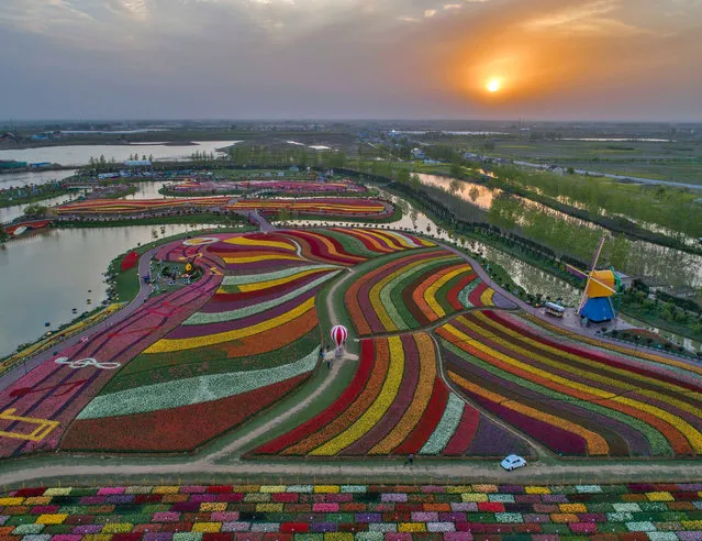 Aerial view of more than 30 million tulips in full blossom at the Holland Sea of Flowers in Dafeng district, Yancheng city, Jiangsu province, China on April 15, 2018. More than 30 million tulips were in full blossom at the Holland Sea of Flowers in Dafeng district, Yancheng city, east China's Jiangsu province, which attracted thousands of visitors. (Photo by Imaginechina/Rex Features/Shutterstock)