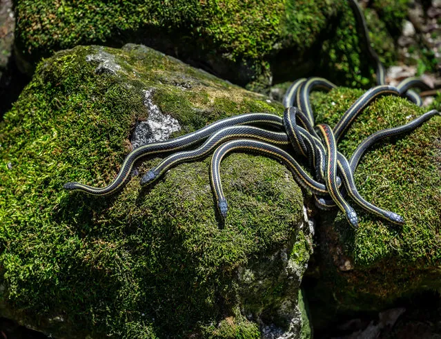 Red-sided garter snakes emerge from their wintering den in Narcisse, Manitoba, Canada. (Photo by Ken Gillespie Photography/Alamy Stock Photo)