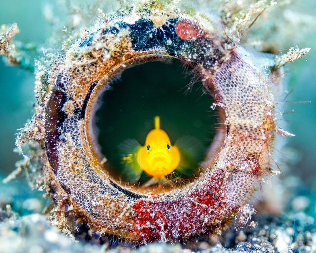 A yellow goby peers in the last decade of August 2025 from the neck of a discarded glass bottle encrusted with coral in Lembeh, Indonesia, using the litter as shelter in a reef shaped by the impact of people. (Photo by Grant Thomas/Solent News & Photo Agency)