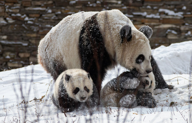 Giant panda Qianqian plays with her cubs at Shenshuping base of China Conservation and Research Center for Giant Pandas in Wolong National Nature Reserve, southwest China's Sichuan Province, January 17, 2021. (Photo by Chine Nouvelle/SIPA Press/Rex Features/Shutterstock)