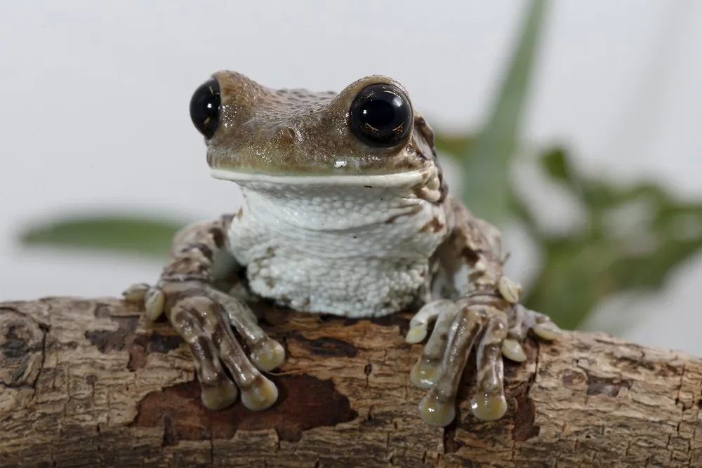 Venezuelan Frogs in Danger