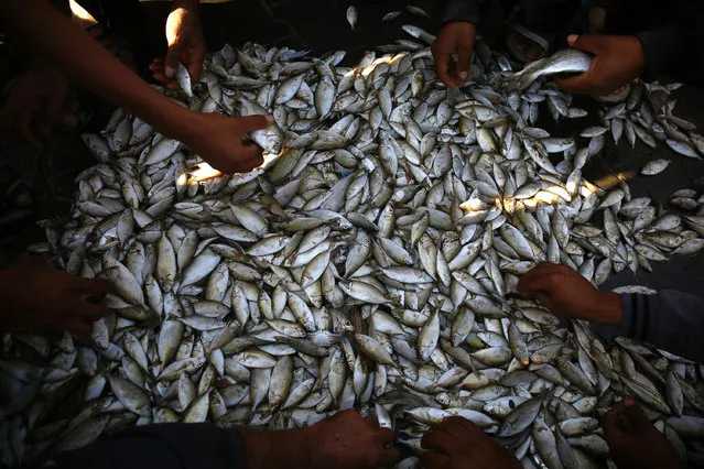 Palestinian fishemen check fish at the port in Gaza City on November 3, 2016. Israel has approved to temporarily expand the fishing area off of the southern Gaza Strip from six nautical miles to nine nautical miles during the fishing season, Palestinian sources said. (Photo by Mohammed Abed/AFP Photo)