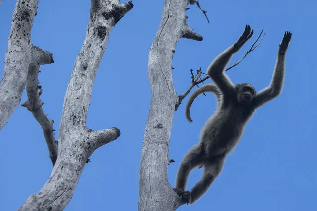 A northern muriqui monkey jumps from a tree at the Feliciano Miguel Abdala Natural Heritage Private Reserve in Caratinga, Minas Gerais state, Brazil, Wednesday, June 14, 2023. The northern muriqui is a critically endangered species that is unusual among primates in that they display egalitarian tendencies in their social relationships. (Photo by Bruna Prado/AP Photo)