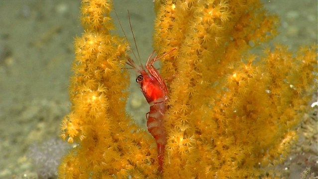 A shrimp rests on octocoral in Hydrographer canyon. (Photo by National Oceanic and Atmospheric Administration)