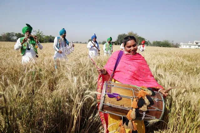 Indian artists wearing traditional Punjabi attire sing folk songs and perform folk dances as they take part in the Visakhi festival celebrations at a wheat farm, on the outskirts of Amritsar, India, 09 April 2021. Visakhi is the festival of the first harvest of the year right after the winter season. It is widely celebrated as traditional harvest festival in many northern states of India such as Haryana, Himachal, Pradesh and Uttaranchal. (Photo by Raminder Pal Singh/EPA/EFE)