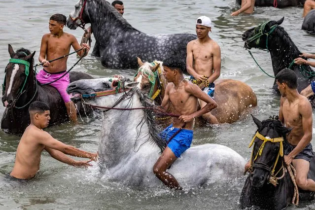 Moroccan Fantasia (tbourida) horsemen ride their horses in the Atlantic ocean waters off a beach in leisure time during the annual Moussem festival of Moulay Abdellah Amghar near the city of El Jadida on August 8, 2023. (Photo by Fadel Senna/AFP Photo)