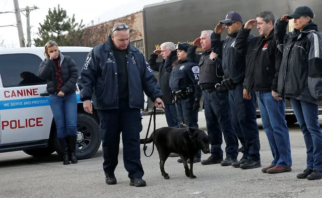 Chicago Police officers salute Officer Michael Walters and his explosives detection canine “Bob” as they arrive at the Niles Veterinary Hospital where the dog is to be humanely euthanized after being diagnosed with brain cancer in Niles, Illinois, U.S., December 7, 2016. (Photo by Jim Young/Reuters)