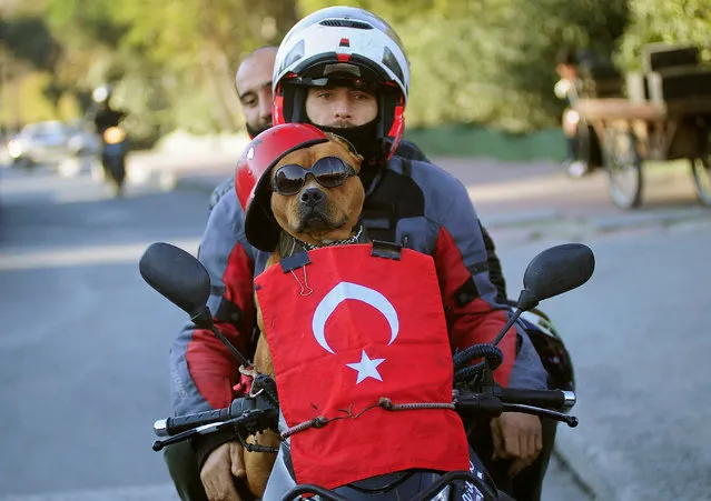 A motorcyclist and his dog drive past the scene of Saturday's blasts in Istanbul, Turkey, December 11, 2016. (Photo by Yagiz Karahan/Reuters)