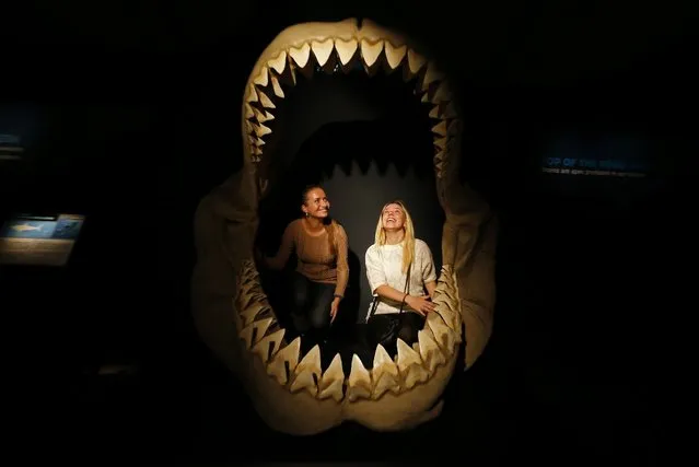 Women inspect the insides of the jaws of a megalodon, an extinct species of the shark, as they visit the international exhibition titled “Planet Shark: Predator or Prey” at the Military-Historical Museum of Artillery, Engineer and Signal Corps in St. Petersburg, October 31, 2013. The exhibition includes collections of pristine fossil specimens, jaws, hunting and commercial fishing equipment, full size casts and models of different sharks, according to organizers. (Photo by Alexander Demianchuk/Reuters)