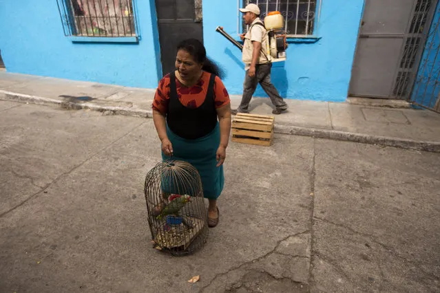A woman carries his parrot as a health ministry worker fumigates for Aedes aegypti mosquitoes inside her house at the Bethania neighborhood in Guatemala City, Tuesday, February 2, 2016. The Aedes aegypti mosquito is vector for the spread of the Zika virus which has suspected links to birth defects in newborn children. There is no treatment or vaccine for the mosquito-borne virus, which is in the same family of viruses as dengue. (Photo by Moises Castillo/AP Photo)