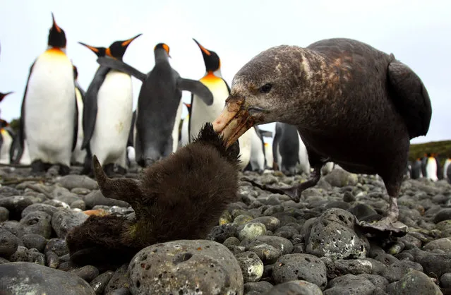 Dynamic ecosystems winner. Stinkpot Special: Penguin à la King, photographed on Marion Island. A southern giant petrel, also known as a stinker or stinkpot, preys on a young king penguin chick while adult king penguins look on. Despite their reliance on carrion, southern giant petrels are apt terrestrial predators, and predatory interactions between them and penguins are common. (Photo by Chris Oosthuizen/University of Pretoria/British Ecological Society)