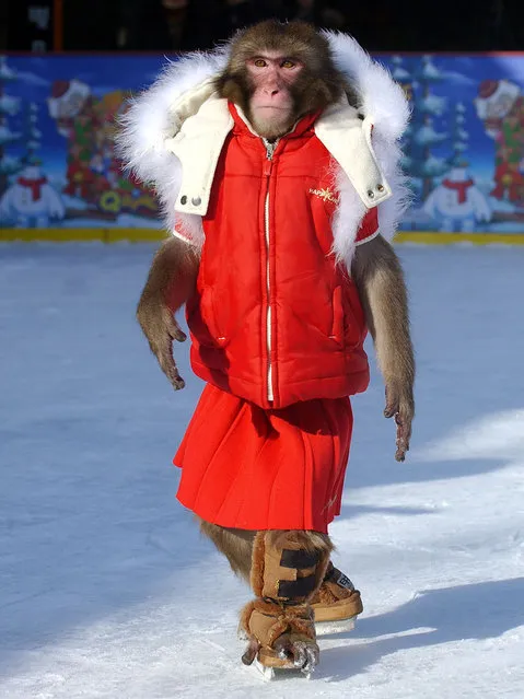 A monkey wearing a red winter coat enjoys ice skating at a shopping district in Seoul, 24 January 2006. (Photo by Jung Yeon-Je/AFP Photo)