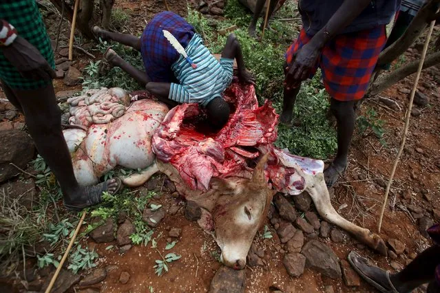 Pokot men take it in turns to drink clotted blood from inside the carcass of a bull which was speared by a young man during an initiation ceremony in Baringo County, Kenya, January 20, 2016. Far from the bustling city of Nairobi, in an isolated corner of Kenya's Rift Valley, young men from the Pokot community spear a bull in a ceremony called Sapana that takes them into adulthood. (Photo by Siegfried Modola/Reuters)