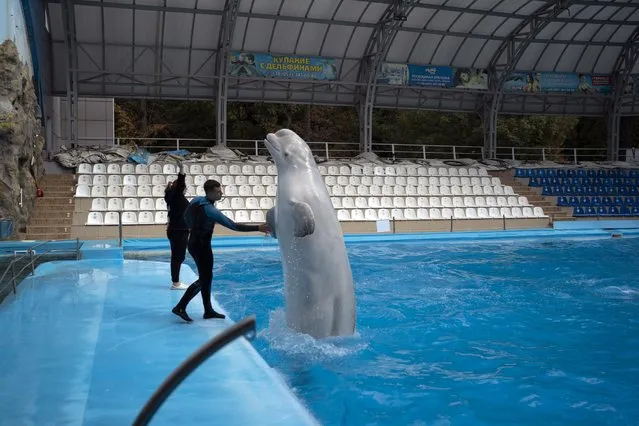 The trainer Vladislav Litnevskyi touches the beluga whale named Plombieres during a practice session in the pool of the dolphinarium Nemo in Kharkiv, Ukraine, Wednesday, September 21, 2022. According to the trainers, the three remaining dolphins haven't been evacuated due to the early age of the cub. The two belugas won't be removed, in reason of their big sizes, from the park, that have suffered some damages from previous Russian attacks. (Photo by Leo Correa/AP Photo)