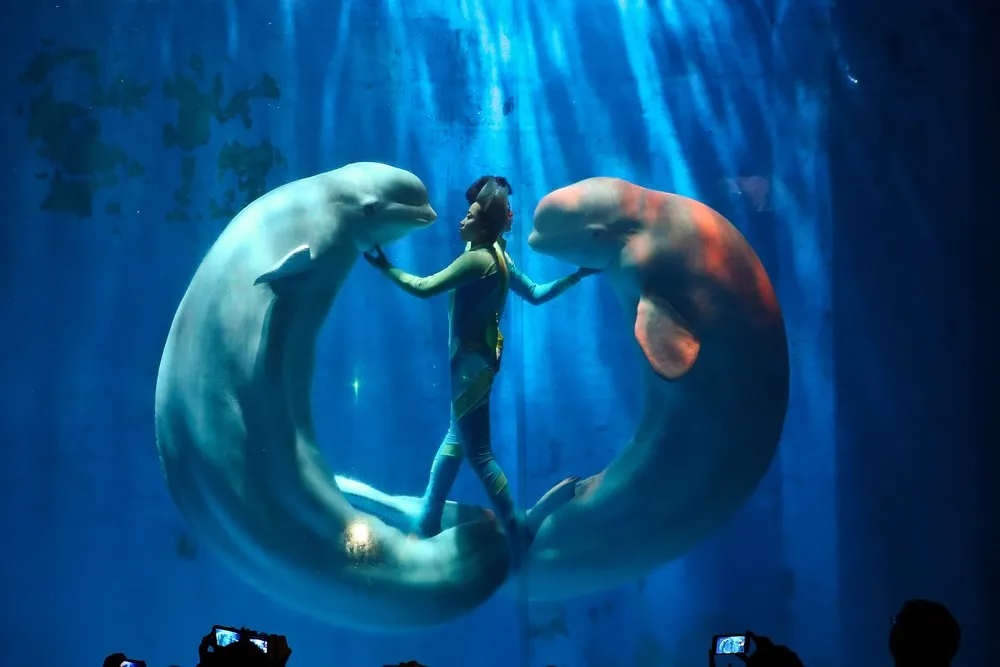 White Whales Perform in China