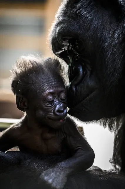 Female gorilla Gypsy holds her four weeks old first baby on February 20, 2019 at the zoological park of Saint-Martin-la-Plaine. (Photo by Jean-Philippe Ksiazek/AFP Photo)