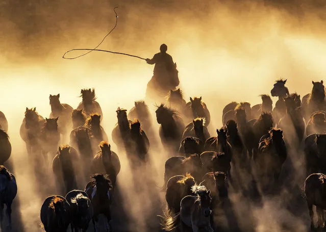 A Kazakh herdsman grazes a flock of galloping horses on the grassland in Hexigten Banner of Chifeng city, north China's Inner Mongolia Autonomous Region on November 19, 2018. (Photo by Imaginechina/Rex Features/Shutterstock)