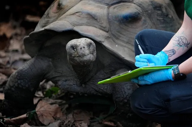Priscilla, a Galapagos giant tortoise, is counted during the stock take at ZSL London Zoo, in London, Wednesday, January 3, 2024. The conservation zoo is home to more than 300 different species, from endangered Galapagos giant tortoises and Asiatic lions to critically endangered Sumatran tigers – all of which will be logged and recorded as part of the zoo's annual licence requirement. (Photo by Kirsty Wigglesworth/AP Photo)