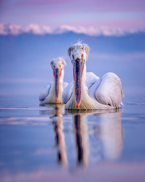 Amazing Dalmatian pelicans get up close and personal with photographer Sean Weekly on Lake Kerkini in Northern Greece on January 5, 2024. (Photo by Sean Weekly/Animal News Agency)