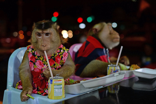 This photo taken on April 25, 2015 shows a female pet monkey named “Shaki” (L) and her partner “JK” (R) having dinner at a restaurant in Kuala Lumpur. (Photo by Mohd Rasfan/AFP Photo)