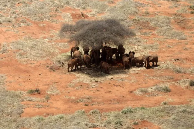 A family of elephants are seen under a tree during their aerial census at the Tsavo West national park within the Tsavo-Mkomazi ecosystem. (Photo by Thomas Mukoya/Reuters)