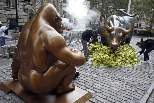 A statue of Harambe, the gorilla from the Cincinnati Zoo, faces Arturo Di Modica's “Charging Bull”, surrounded by bananas, in New York's Financial District, Monday, October 18, 2021. The gorilla statue and bananas were part of a protest against wealth disparity by Sapien.Network, who says that the fruit will later be distributed to local food banks. (Photo by Richard Drew/AP Photo)