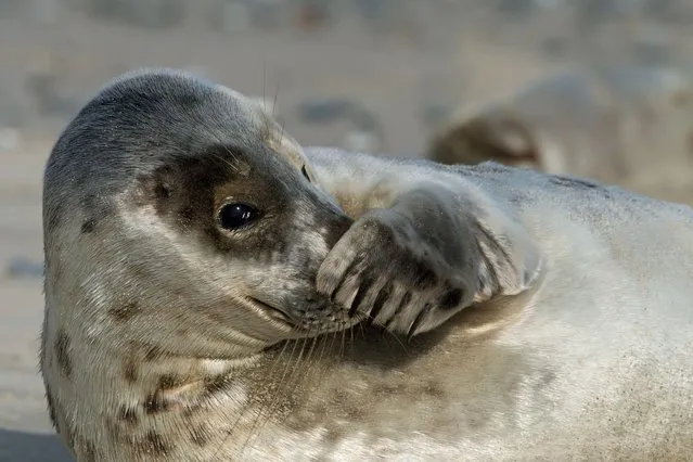 This photogenic seal really is sealing the lime from others around it. (Photo by Caters News)