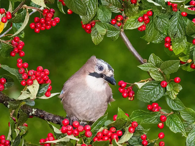 A eurasian jay (Garrulus glandarius) is foraging for food in a cotoneaster tree laden with red berries in Aberystwyth, Ceredigion, Wales, United Kingdom on October 20, 2021. (Photo by Phil Jones/Alamy Live News)