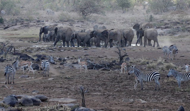 Elephants drink the remaining water in a drying waterhole as Samburu cattle herder tribesmen destroy the fence and enter with cattle in Mugie Conservancy, Kenya, February 12, 2017. (Photo by Goran Tomasevic/Reuters)