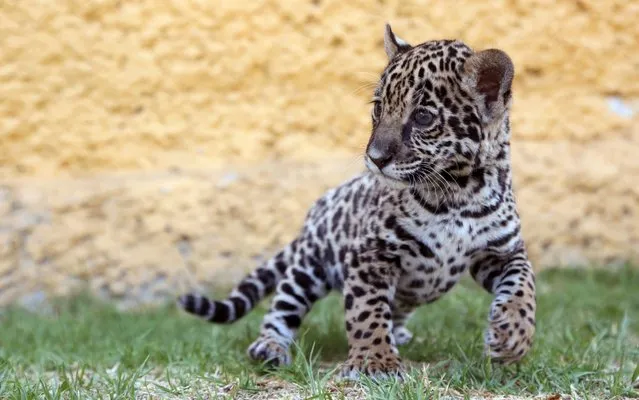 View of a jaguar cub (Panthera onca) born in captivity on March 20, during its presentation at the zoo, in Tlaxcala, Mexico on May 09, 2019. (Photo by Emmanuel Flores/AFP Photo)