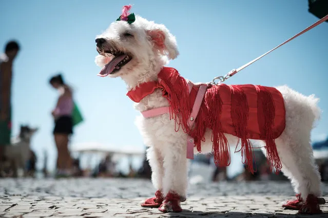 A dog dressed in costume is seenduring the Rio Dog Carnival, known as the Blocao – with “bloco” meaning street party and “cao” dog, during pre- carnival celebrations at Copacabana beach in Rio de Janeiro, Brazil, on February 19, 2017. (Photo by Yasuyoshi Chiba/AFP Photo)