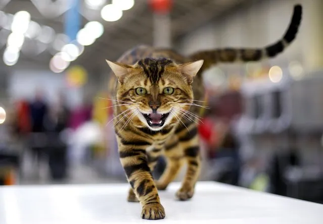 A Bengal cat is seen during the Mediterranean Winner 2016 cat show in Rome, Italy, April 3, 2016. (Photo by Max Rossi/Reuters)
