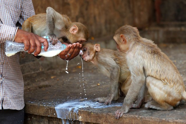 A man is feeding milk to macaques to help them find relief from the scorching heat on a hot summer day at Galta Ji Temple in Jaipur, Rajasthan, India, on May 11, 2024. (Photo by Vishal Bhatnagar/NurPhoto/Rex Features/Shutterstock)