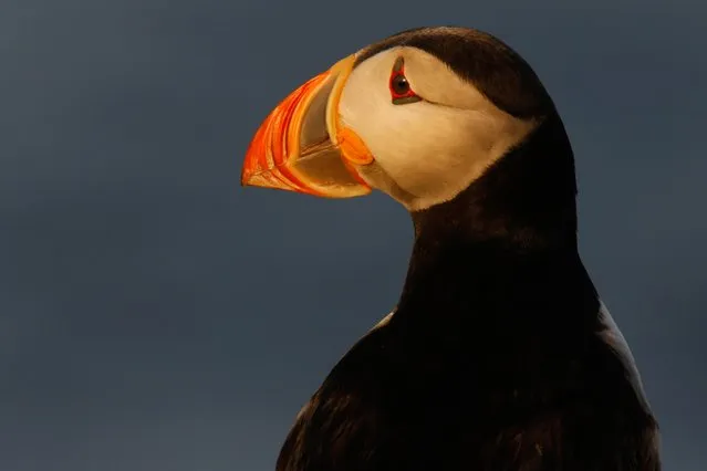 In this Saturday, July 20, 2019 photo, an Atlantic puffin stands in the early morning sunlight on Eastern Egg Rock, a small island off the coast of Maine. One of the most beloved birds in Maine is having one of its most productive seasons for mating pairs in years on remote islands off the state's coast. (Photo by Robert F. Bukaty/AP Photo)
