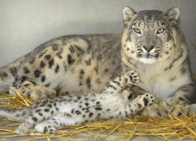 A baby snow leopard and his mother are presented to the public in Servion, Switzerland, Thursday, July 2, 2015. Two baby snow leopards where born on May 20, 2015,  in the zoo. (Photo by Christian Brun/Keystone via AP Photo)