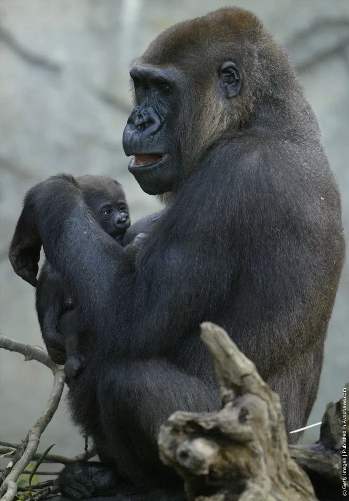 Ten Day Old Gorilla