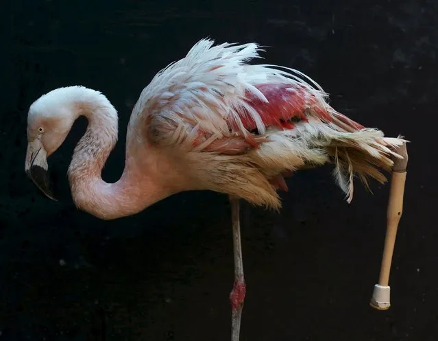 A flamingo, which had its leg amputated, is pictured with its new prosthesis at Sorocaba Zoo in Sorocaba, Brazil, July 1, 2015. The Chilean flamingo was given a specially-made prosthesis after a fracture in the left leg resulted in the bottom portion of the leg needing to be amputated to prevent an infection. (Photo by Paulo Whitaker/Reuters)