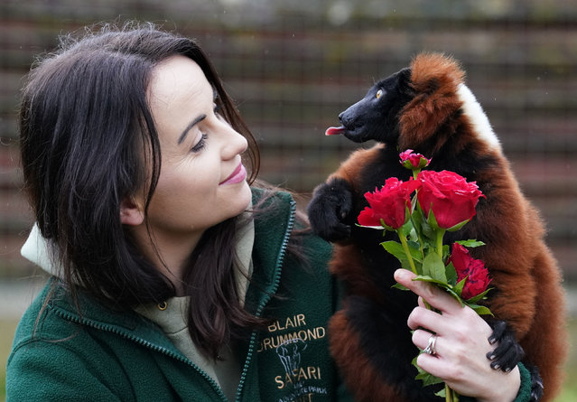 Keeper Kristine Fennessy Alexander with red ruffed lemurs as they enjoy nibbling on some traditional red roses in their outdoor habitat at Blair Drummond Safari and Adventure Park, near Stirling, Scotland on Friday, February 10, 2023. Keepers treated their animals to some themed snacks for Valentine's Day. (Photo by Andrew Milligan/PA Images via Getty Images)