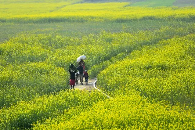 Villagers pass through a mustard field in Jhusi area, in Allahabad on February 15, 2022. (Photo by Sanjay Kanojia/AFP Photo)