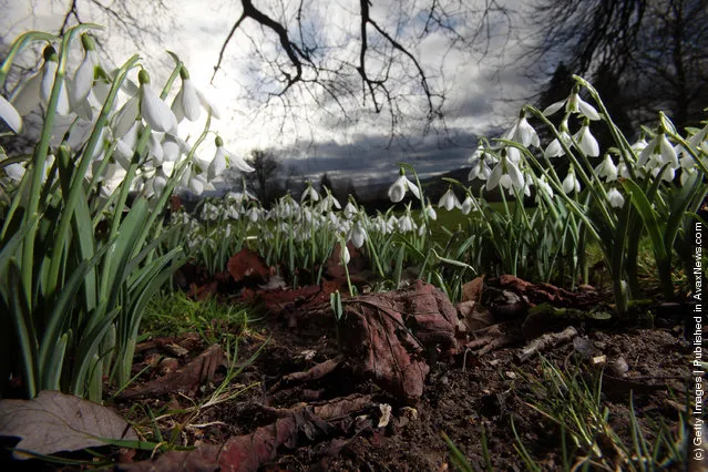 Snowdrops that are already in early bloom are seen at Rococo Gardens in Painswick