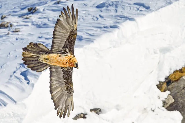 There are now a total of 250 bearded vultures, including 50 breeding pairs, in the Alps. After being hunted to extinction in the region in the early 20th century, bearded vultures are coming back in numbers, thanks to a captive breeding and reintroduction project begun in the late 1980s. (Photo by Hansruedi Weyrich/The Guardian)