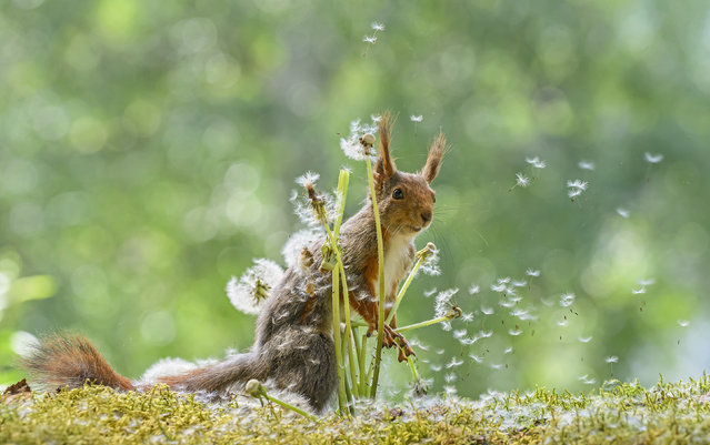 A red squirrel plays with dandelions in Bispgarden, Sweden in June 2024. Many of the red squirrels in Britain today are descended from squirrels introduced from Sweden and central Europe over a period of 150 years. (Photo by Geert Weggen/Solent News)