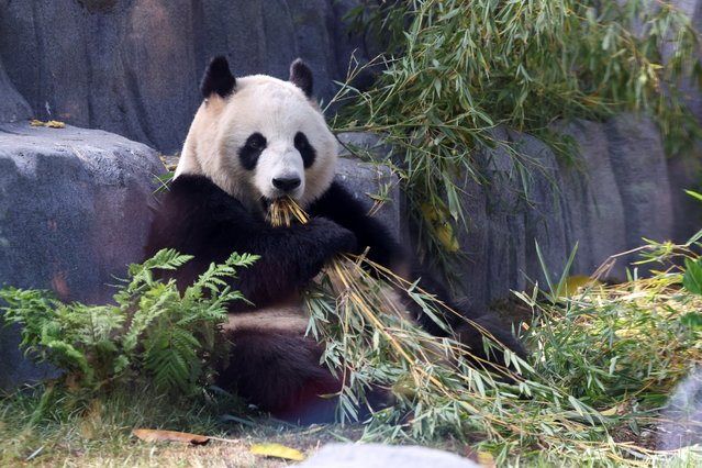 Panda bear Xin Bao eats in the Panda Ridge enclosure at San Diego Zoo in San Diego, California, U.S., August 7, 2024. (Photo by Mario Anzuoni/Reuters)