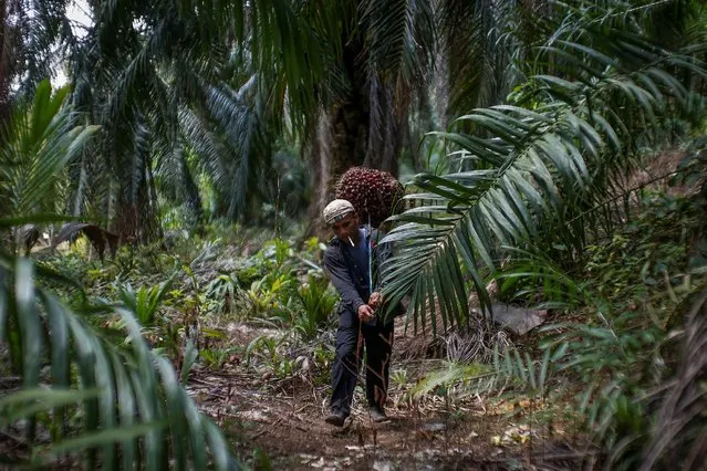 Indonesian worker Abdul Rahim Gani, 32, carries oil palm fruits at Felda Bukit Cerakah in district of Klang outside Kuala Lumpur April 16, 2014. (Photo by Samsul Said/Reuters)