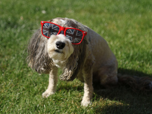 As UK swelters on the hottest day of the year, Cookie the cockapoo keeps the sun at bay with some shades on August 12, 2024. (Photo by Paul Marriott/The Times)