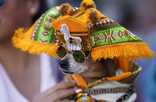 A dog wearing a Llamerada costume competes in a costume contest celebrating the feast day of Saint Roch, the patron saint of dogs, in La Paz, Bolivia, Sunday, August 18, 2024. (Photo by Juan Karita/AP Photo)